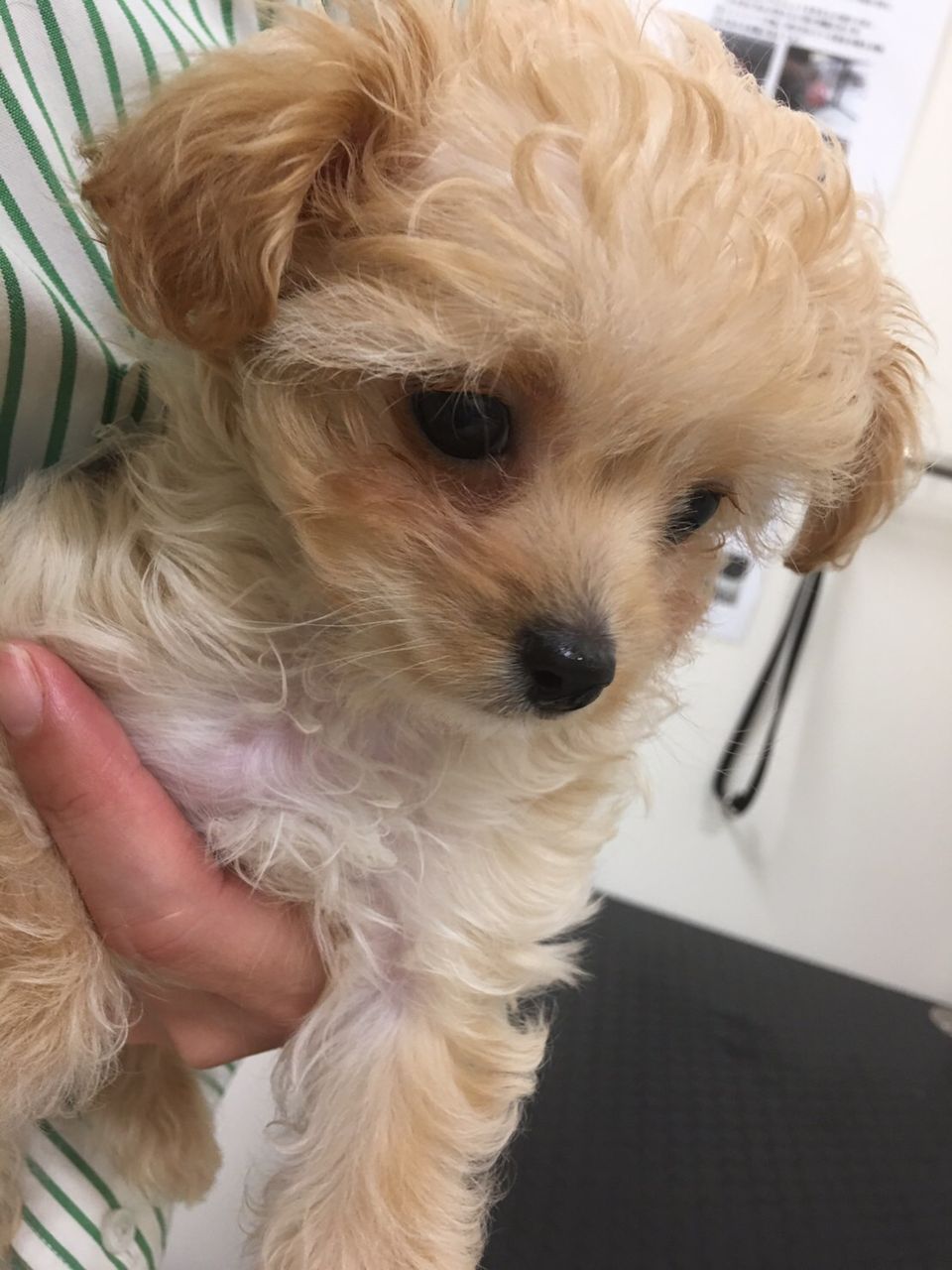 可愛さ100倍 良いとこどりのmix犬 プーチー 岐阜県 ワンラブ バロー可児坂戸店のblog
