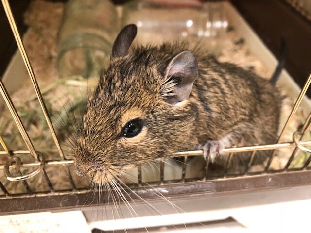 デグーマウス 滋賀県 甲賀市 ワンラブ カインズ甲賀店 ブログ