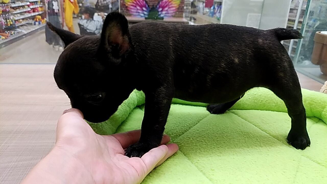 フレンチブルドッグ 滋賀県 甲賀市 ワンラブ カインズ甲賀店 ブログ