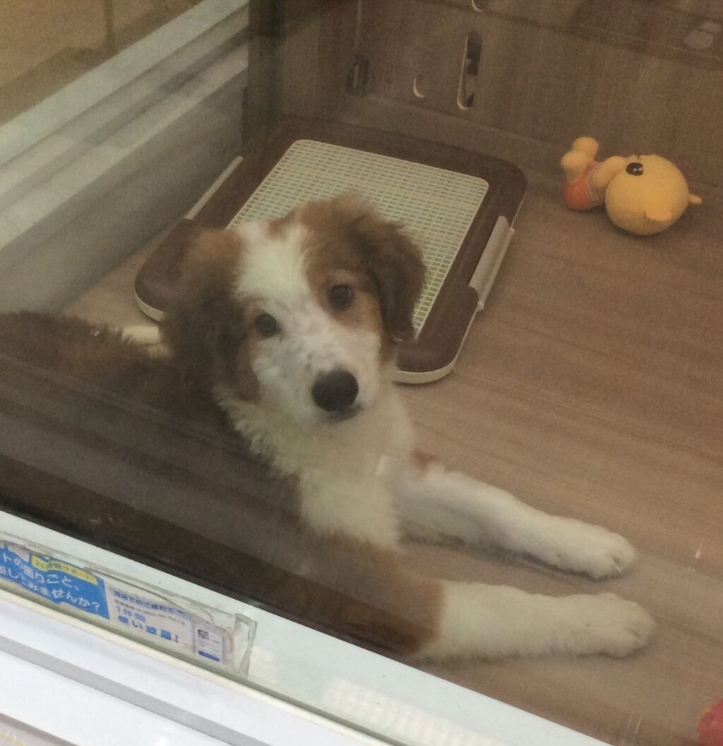 ボルゾイバーニー 滋賀県 甲賀市 ワンラブ カインズ甲賀店 ブログ