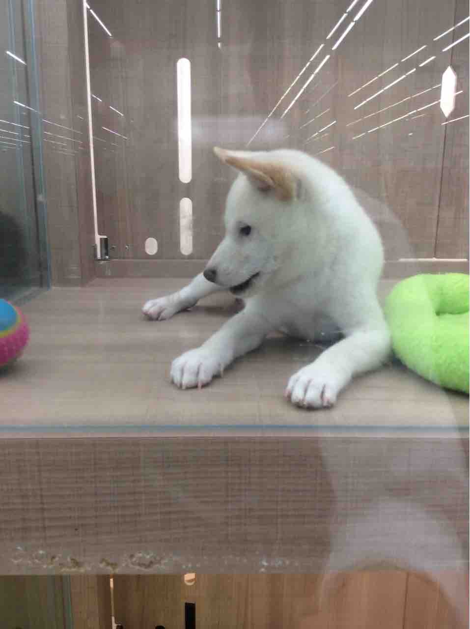 白柴 滋賀県 甲賀市 ワンラブ カインズ甲賀店 ブログ