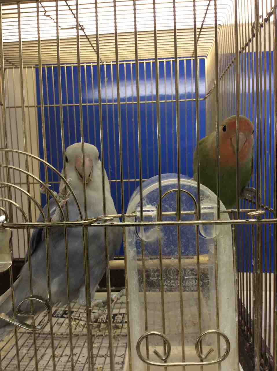 小桜インコ 滋賀県 甲賀市 ワンラブ カインズ甲賀店 ブログ 小桜インコ 滋賀県 甲賀市 ワンラブ カインズ甲賀店 ブログ