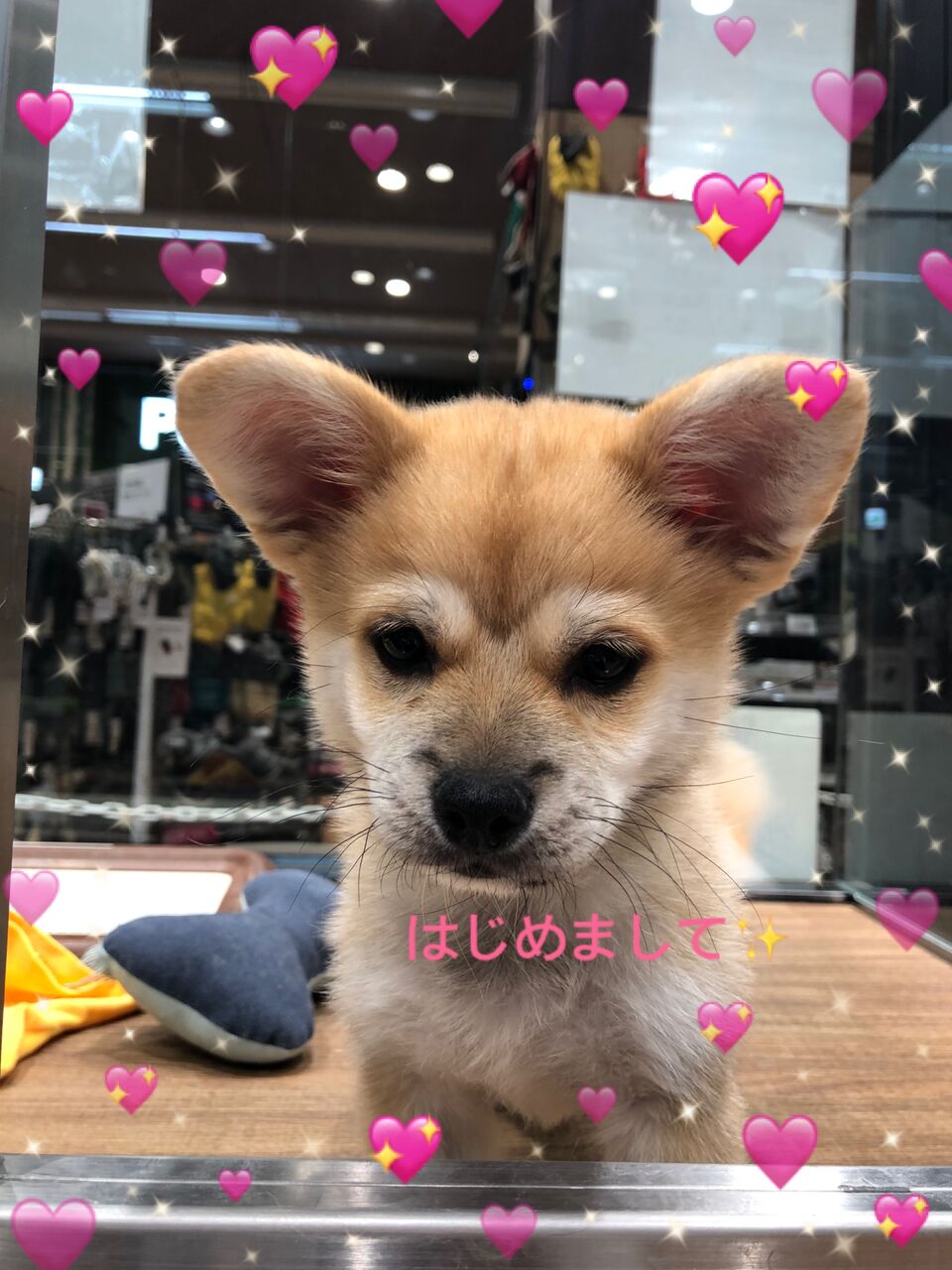 珍しいミックス犬 東京都 町田市 ワンラブ カインズ町田多摩境店 ブログ