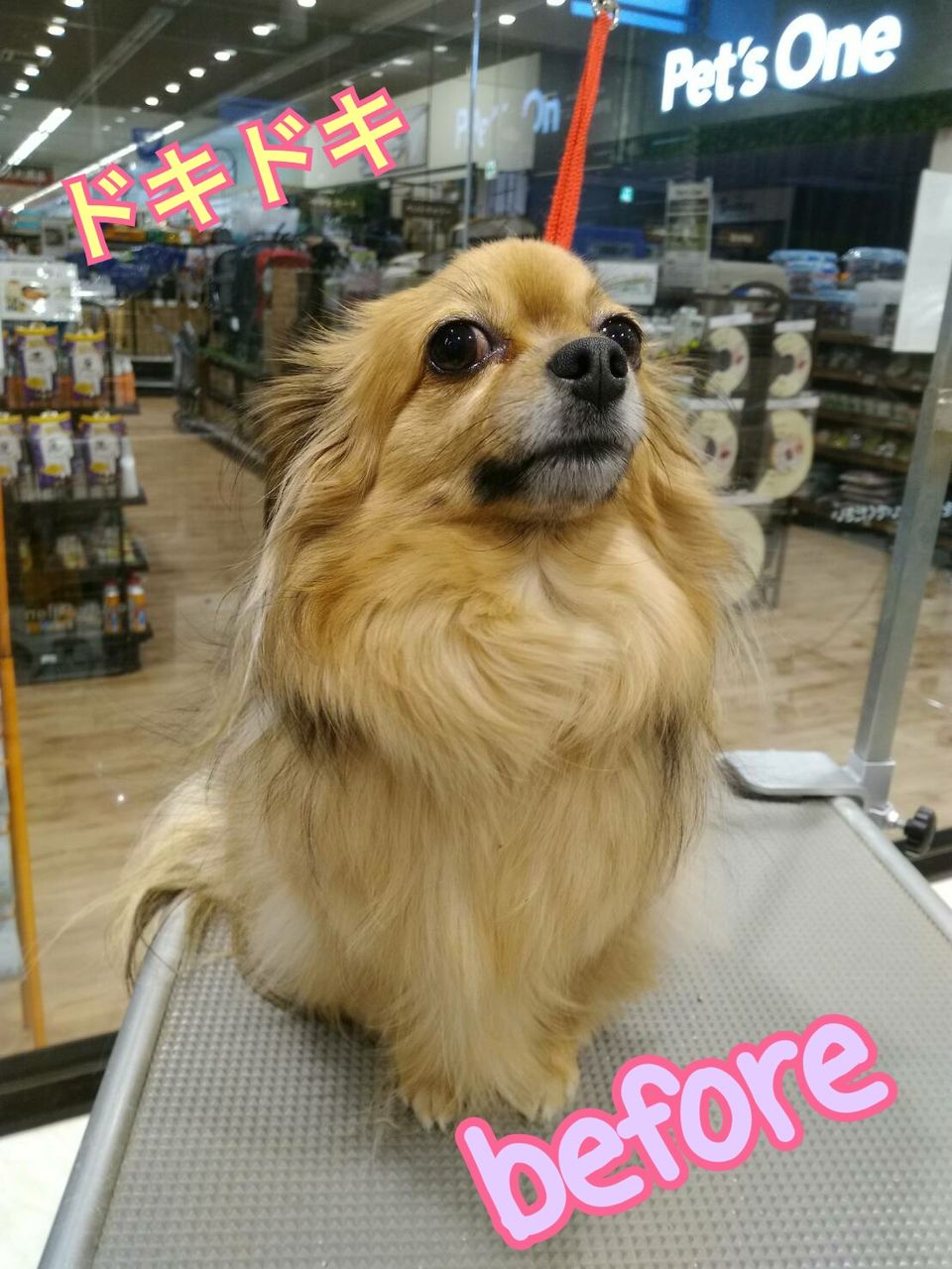 チワックス もんもんちゃん カットコース町田多摩境店マリー 東京都 町田市 ワンラブ カインズ町田多摩境店 ブログ チワックス もんもんちゃん カットコース町田多摩境店マリー 東京都 町田市 ワンラブ カインズ町田多摩境店 ブログ