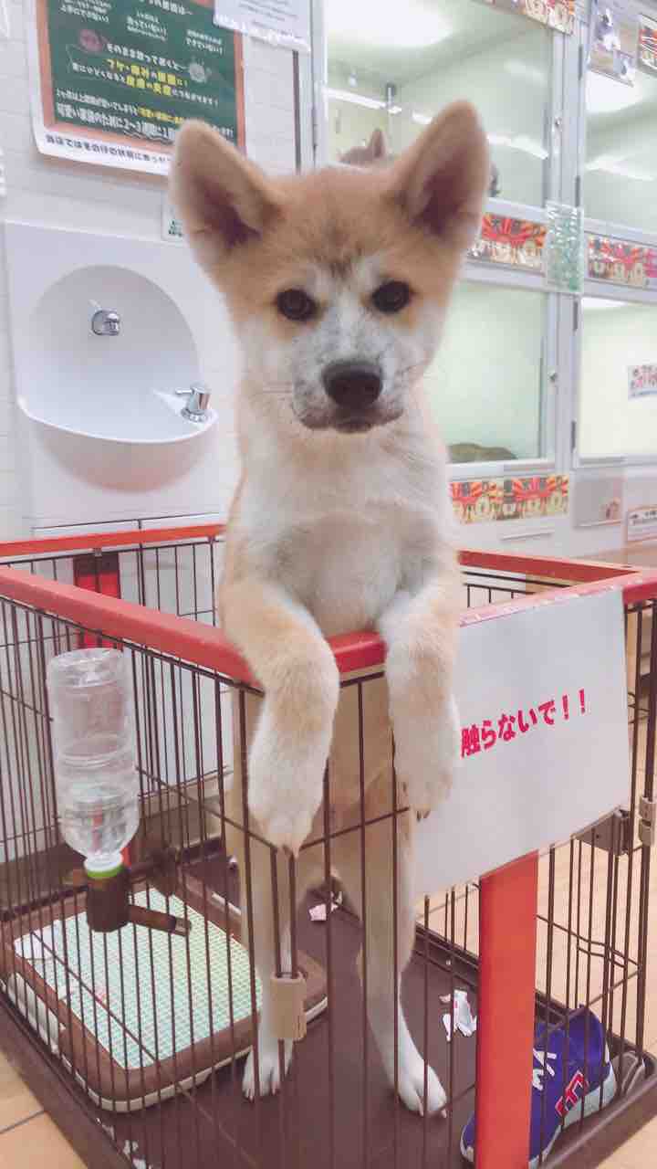 イケメン秋田犬 滋賀県甲賀市 ワンラブ ペットアミ水口店 ブログ