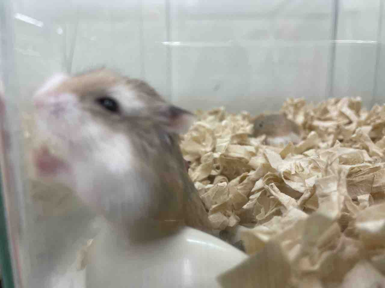 ロボロフスキーハムスター 滋賀県甲賀市 ワンラブ ペットアミ水口店 ブログ