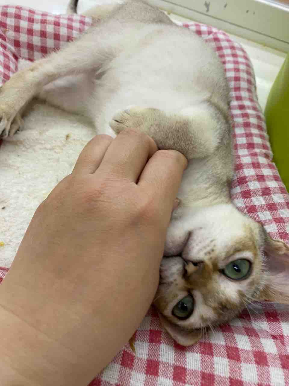 世界最小の猫シンガプーラの女の子 滋賀県甲賀市 ワンラブ ペットアミ水口店 ブログ 世界最小の猫シンガプーラの女の子 滋賀県甲賀市 ワンラブ ペットアミ水口店 ブログ