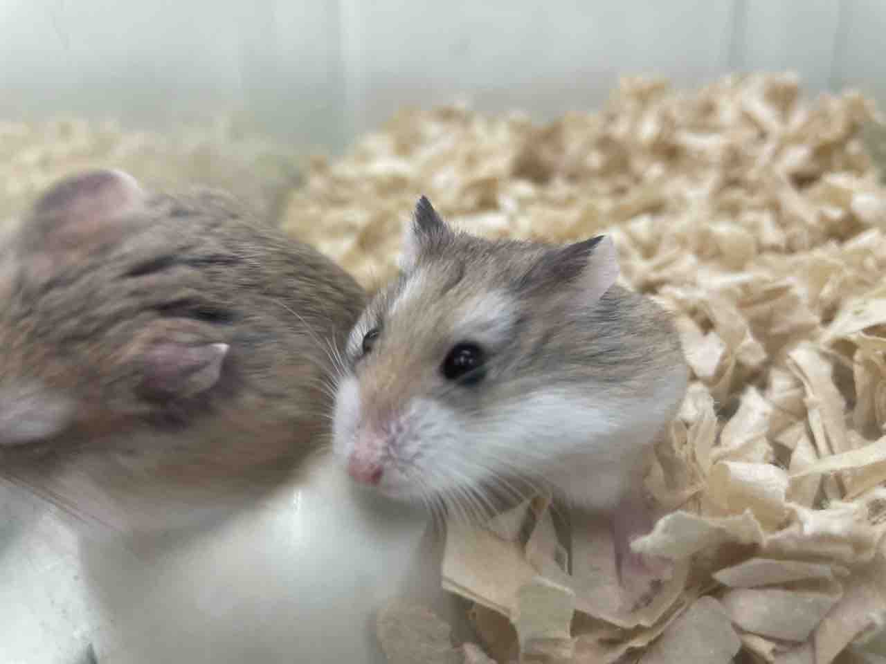 ロボロフスキーハムスター 滋賀県甲賀市 ワンラブ ペットアミ水口店 ブログ