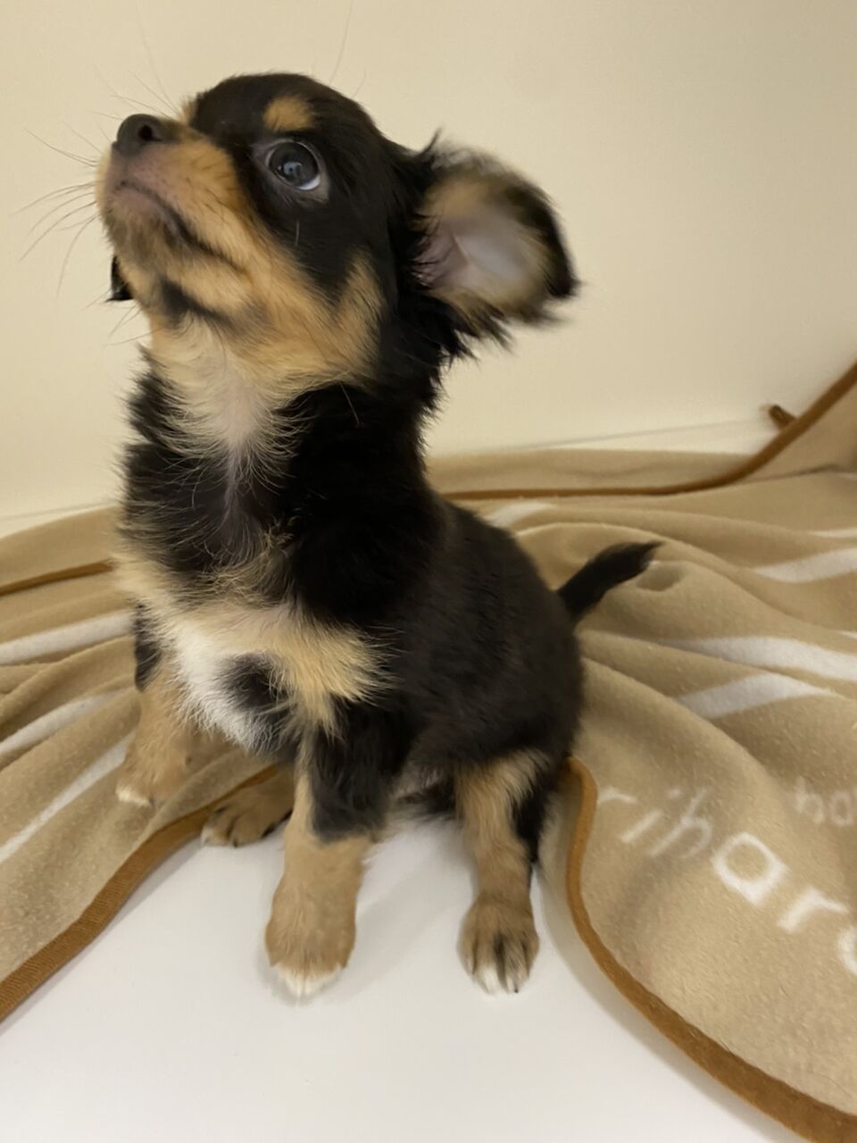 ブラックタンのチワワくん 滋賀県甲賀市 ワンラブ ペットアミ水口店 ブログ