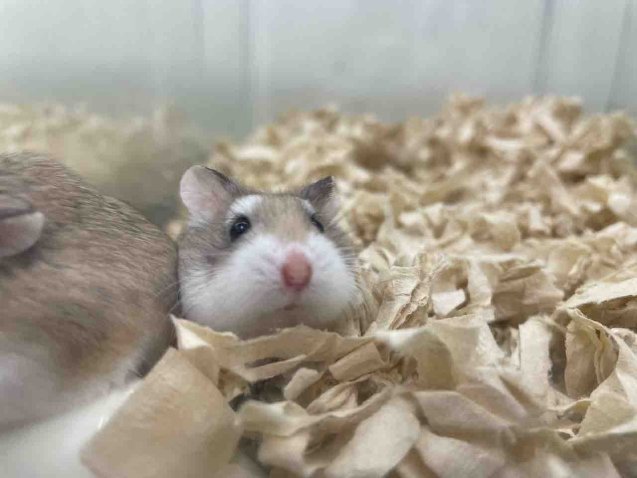 ロボロフスキーハムスター 滋賀県甲賀市 ワンラブ ペットアミ水口店 ブログ