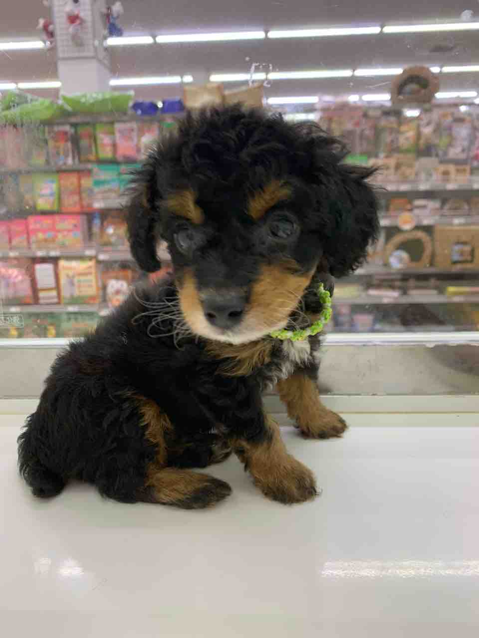 トイプードルのブラックタン 滋賀県甲賀市 ワンラブ ペットアミ水口店 ブログ