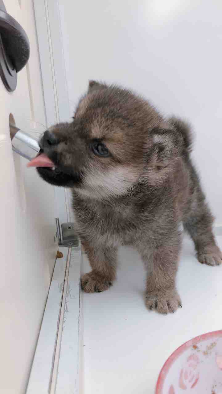 めっちゃ可愛いお顔の柴犬くん 滋賀県甲賀市 ワンラブ ペットアミ水口店 ブログ