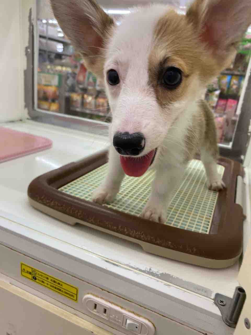 ウェルシュコーギーペンブロークの女の子 滋賀県甲賀市 ワンラブ ペットアミ水口店 ブログ