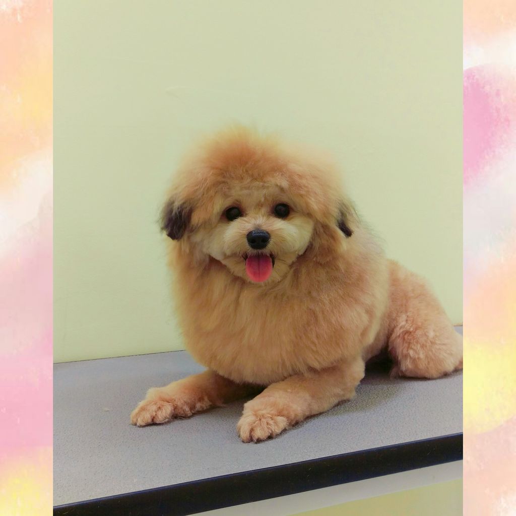 ポメプー シャンプーカット 三豊店大池 香川県三豊市 ペットショップ ワンラブ ゆめタウン三豊店 ブログ