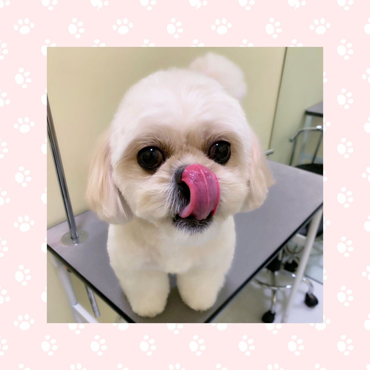 ペキプー シャンプーカット 三豊店 合田 香川県三豊市 ペットショップ ワンラブ ゆめタウン三豊店 ブログ ペキプー シャンプーカット 三豊店 合田 香川県三豊市 ペットショップ ワンラブ ゆめタウン三豊店 ブログ