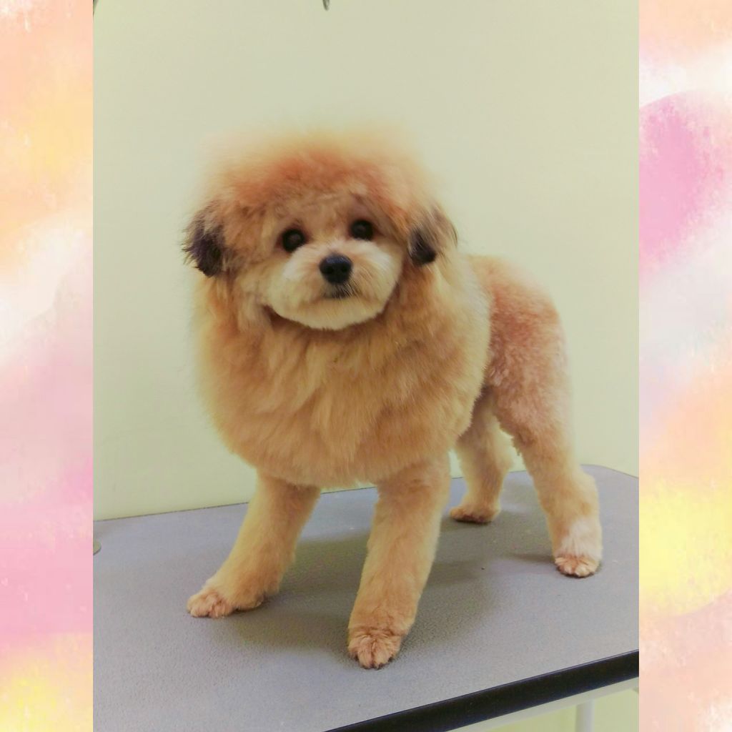 ポメプー シャンプーカット 三豊店大池 香川県三豊市 ペットショップ ワンラブ ゆめタウン三豊店 ブログ