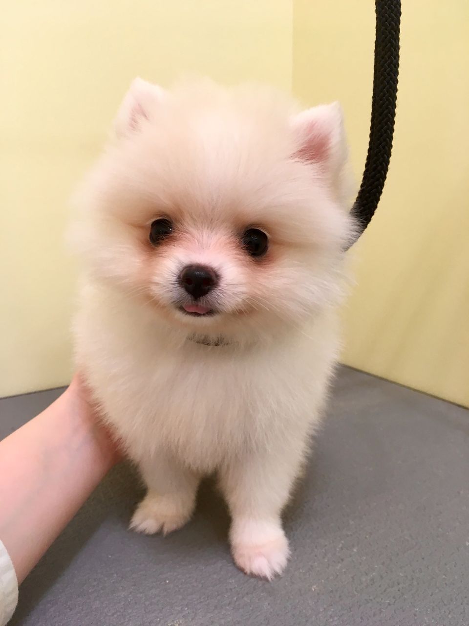 香川県三豊市 ペットショップ ワンラブ ゆめタウン三豊店 ブログポメラニアンシャンプー！ 三豊店 合田 😊