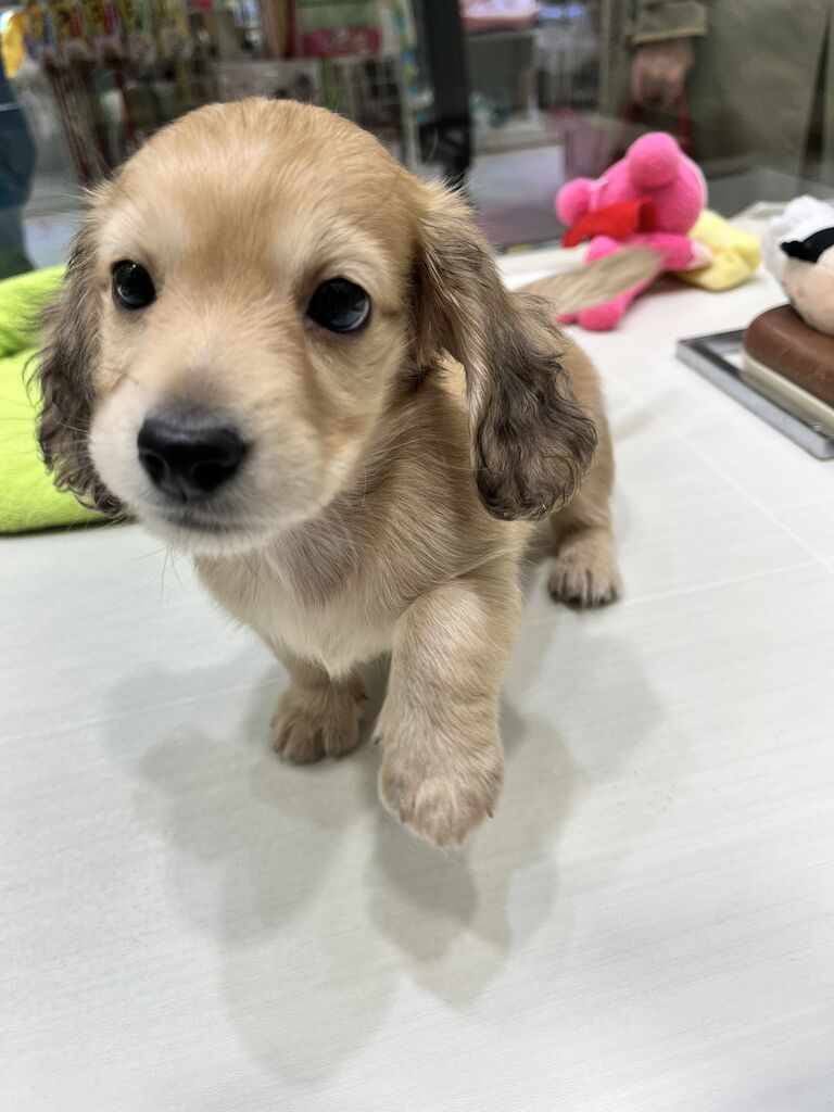 カニヘンダックスフンド 岩手県盛岡市 ワンラブ イオンモール盛岡店 ブログ カニヘンダックスフンド 岩手県盛岡市 ワンラブ イオンモール盛岡店 ブログ