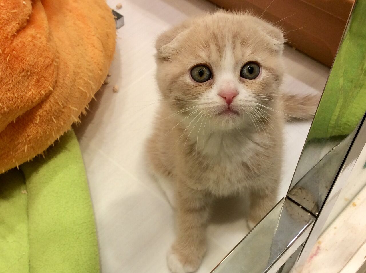 スコティッシュフォールド 岩手県盛岡市 ワンラブ イオンモール盛岡店 ブログ