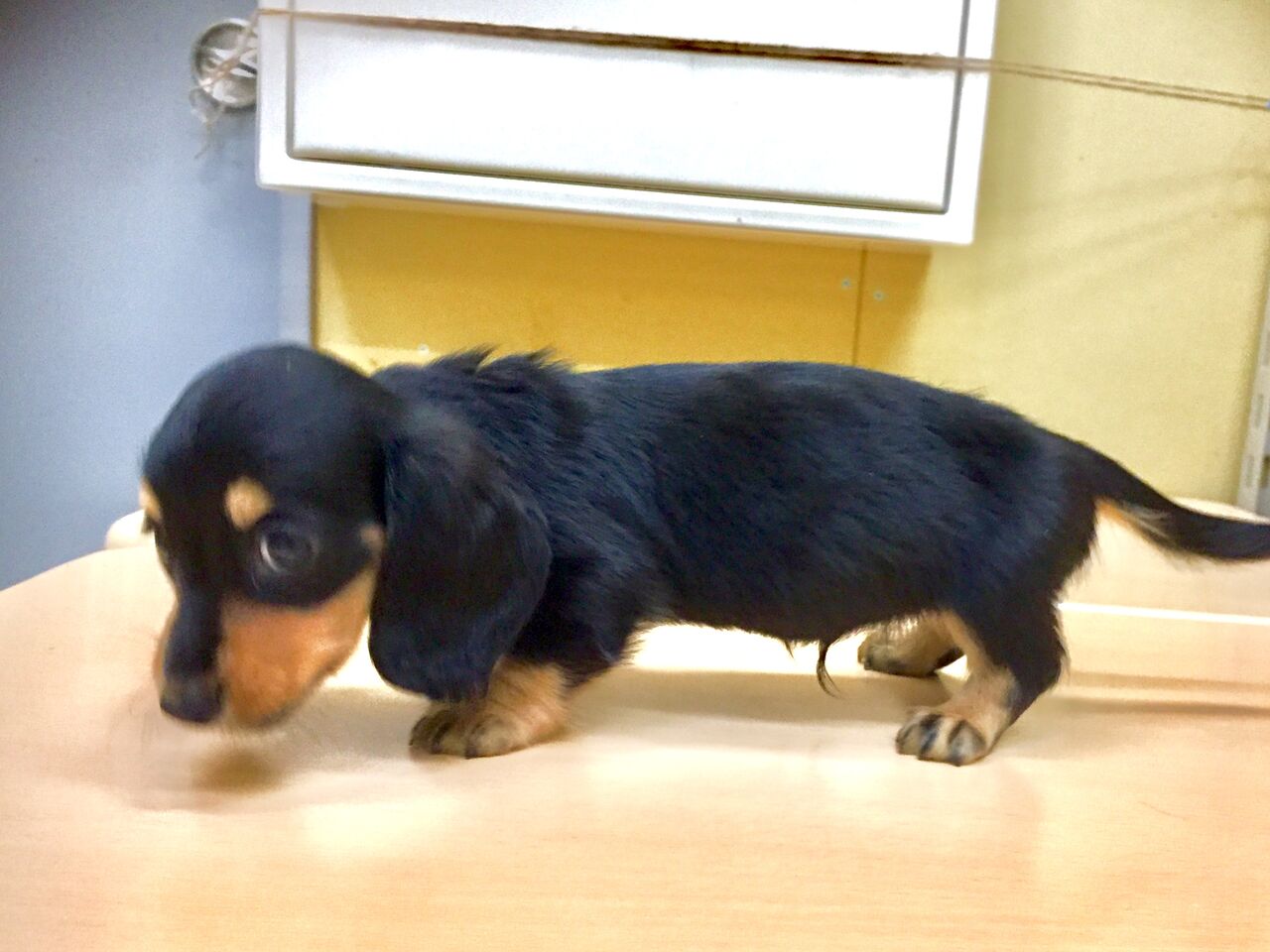 21 カニヘンダックスフンドロングコート 岩手県盛岡市 ワンラブ イオンモール盛岡店 ブログ 21 カニヘンダックスフンドロングコート 岩手県盛岡市 ワンラブ イオンモール盛岡店 ブログ