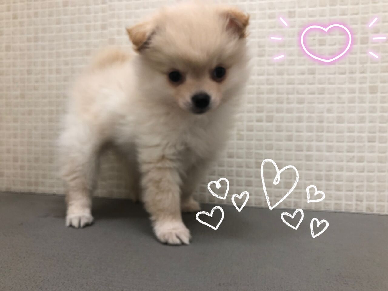 ポメチー ポメラニアン チワワ 岩手県盛岡市 ワンラブ イオンモール盛岡店 ブログ