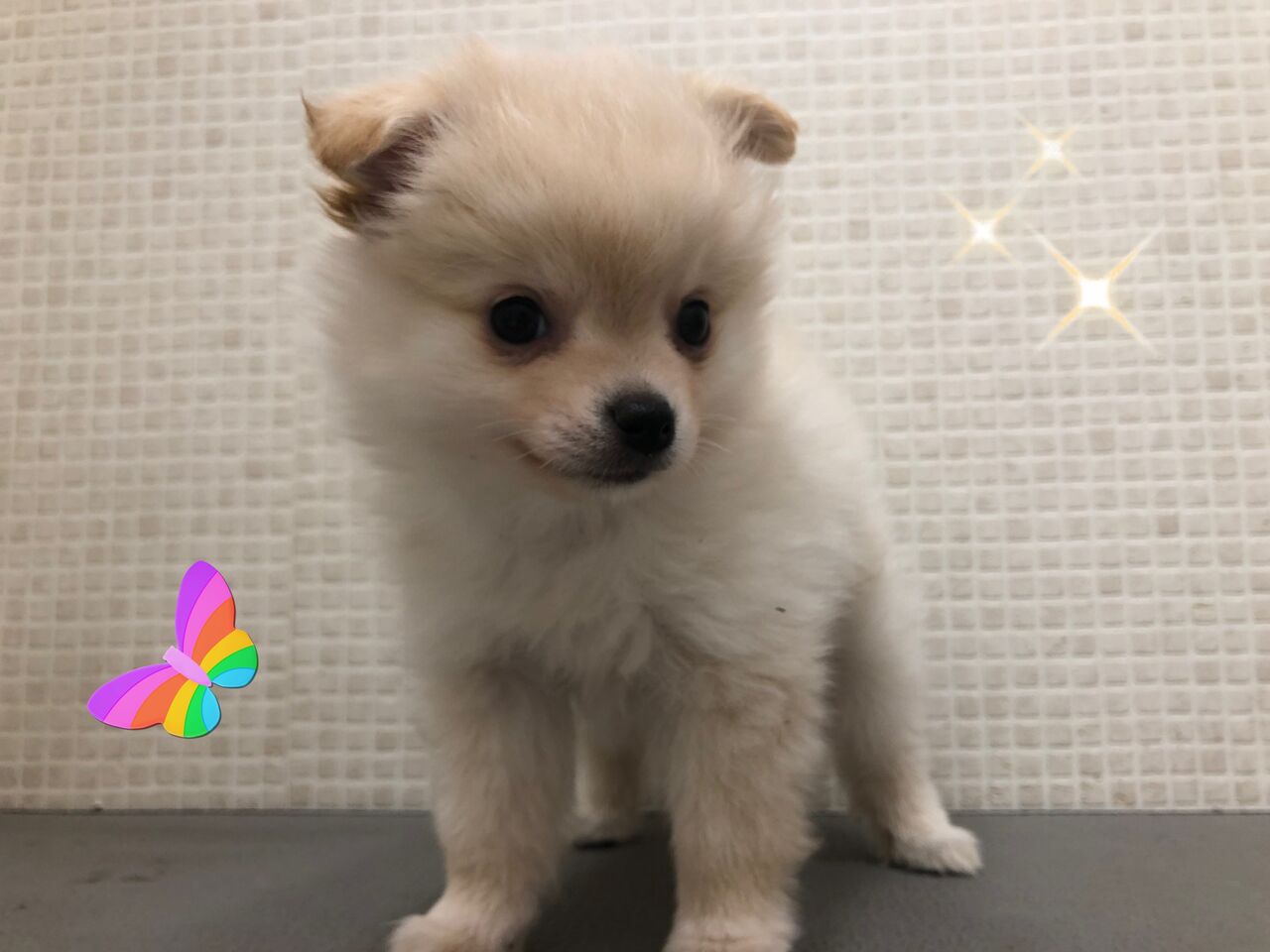 ポメチー ポメラニアン チワワ 岩手県盛岡市 ワンラブ イオンモール盛岡店 ブログ