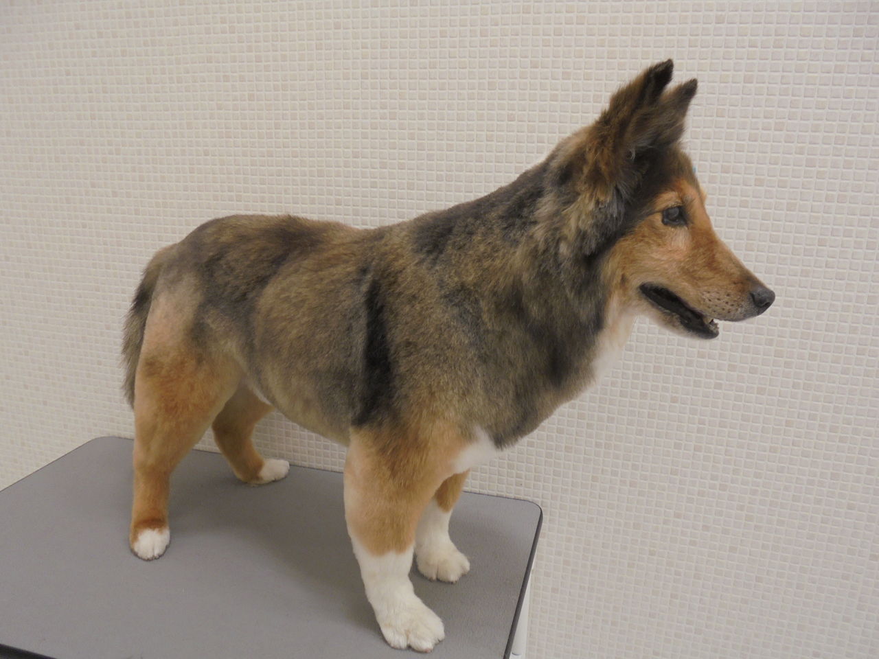 シェルティサマーカット 加藤 岩手県盛岡市 ワンラブ イオンモール盛岡店 ブログ シェルティサマーカット 加藤 岩手県盛岡市 ワンラブ イオンモール盛岡店 ブログ