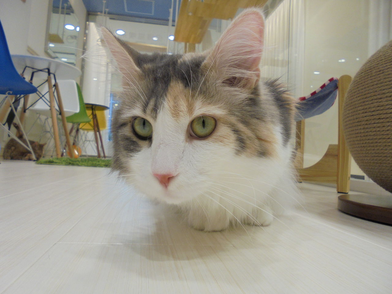 保護猫カフェのご紹介 神奈川県 横浜市中区 ワンラブ横浜元町店 ブログ