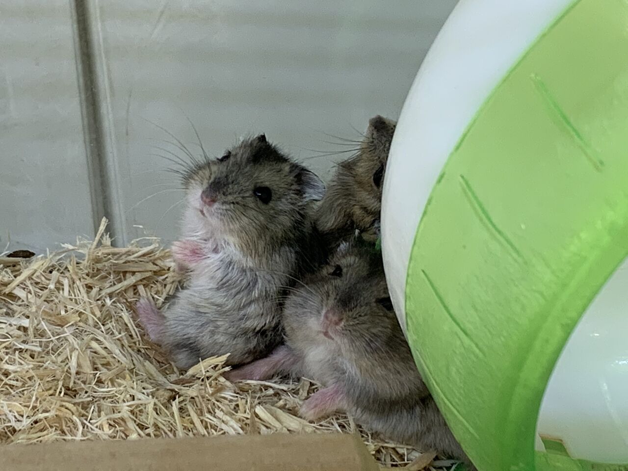 小動物ご紹介 ジャンガリアンハムスター 千葉県成田市 ワンラブ イオン成田富里店ブログ 小動物ご紹介 ジャンガリアンハムスター 千葉県成田市 ワンラブ イオン成田富里店ブログ