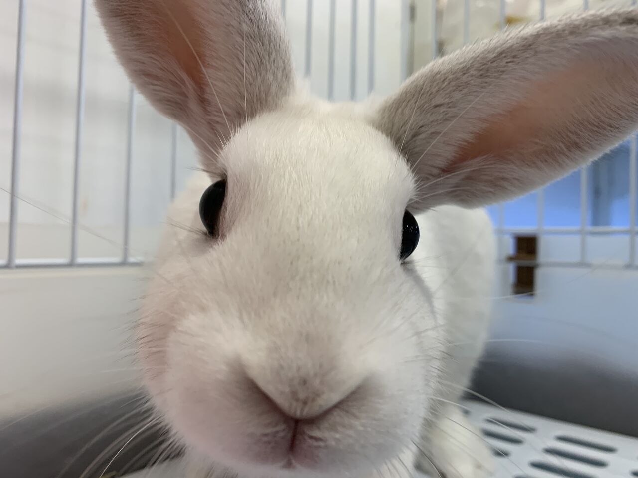 小動物ご紹介 ミニウサギ 千葉県成田市 ワンラブ イオン成田富里店ブログ 小動物ご紹介 ミニウサギ 千葉県成田市 ワンラブ イオン成田富里店ブログ