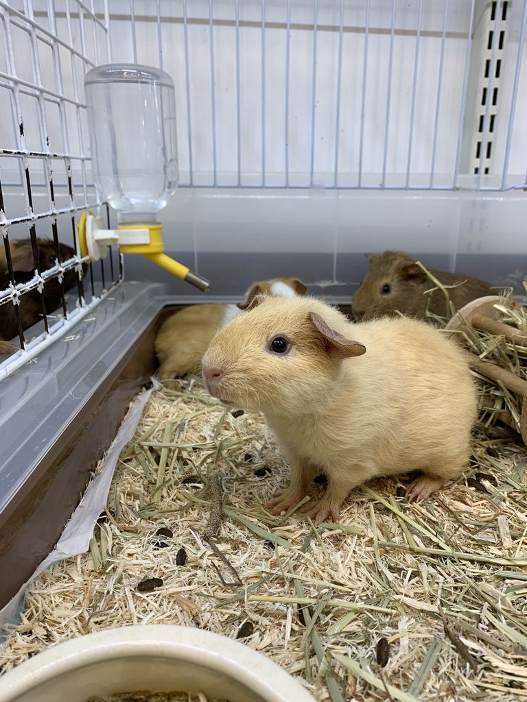 小動物ご紹介 モルモット 千葉県成田市 ワンラブ イオン成田富里店ブログ 小動物ご紹介 モルモット 千葉県成田市 ワンラブ イオン成田富里店ブログ