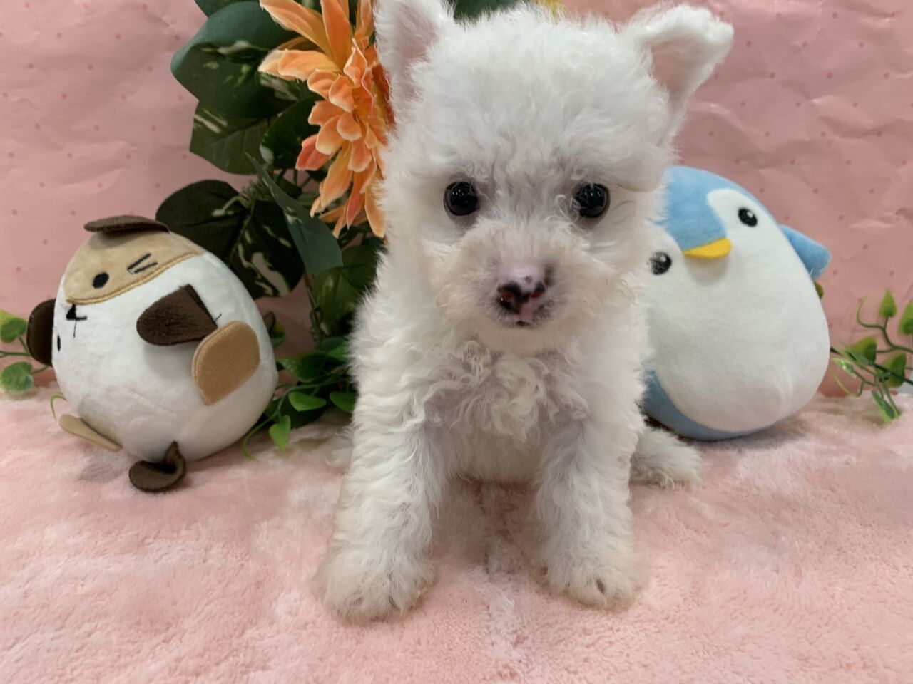 こんにちワン ビションフリーゼ 千葉県成田市 ワンラブ イオン成田富里店ブログ