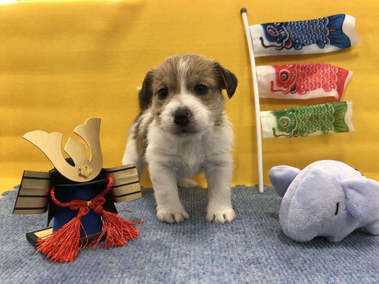 こんにちワン 1560 ジャックラッセルテリア 千葉県成田市 ワンラブ イオン成田富里店ブログ