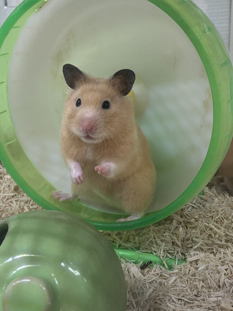 小動物ご紹介 ゴールデンハムスター 千葉県成田市 ワンラブ イオン成田富里店ブログ