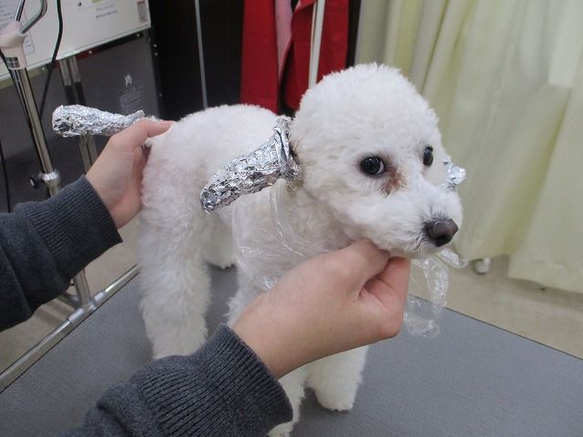 トイプードル カラーリング 岐阜県大垣市 ワンラブ イオンタウン大垣店 Blog