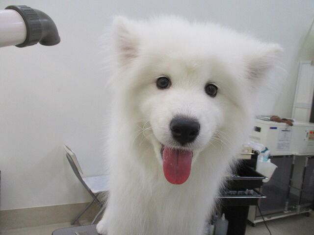 サモエドの赤ちゃん 岐阜県大垣市 ワンラブ イオンタウン大垣店 Blog