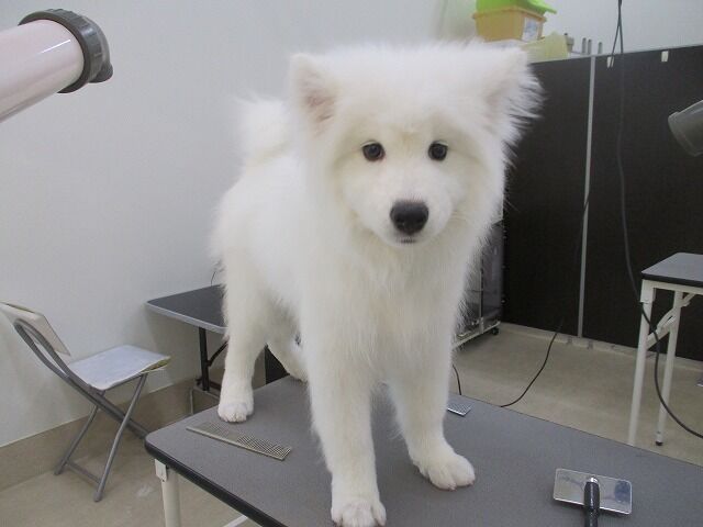 サモエドの赤ちゃん 岐阜県大垣市 ワンラブ イオンタウン大垣店 Blog