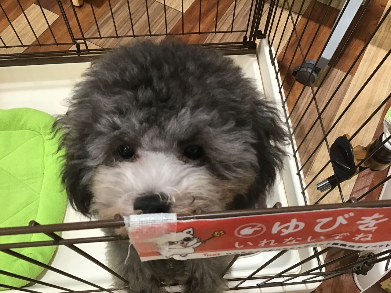 シルバートイプードル 滋賀県 ペットショップワンラブ ピエリ守山店スタッフブログ