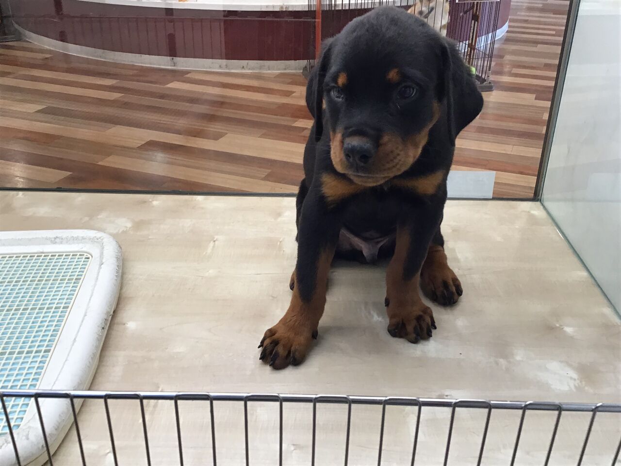 大型犬 ロットワイラー 滋賀県 ペットショップワンラブ ピエリ守山店スタッフブログ 大型犬 ロットワイラー 滋賀県 ペットショップワンラブ ピエリ守山店スタッフブログ