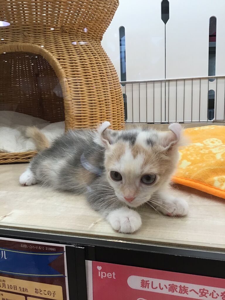 アメリカンカールくん : 滋賀県 ペットショップワンラブ ピエリ守山店 