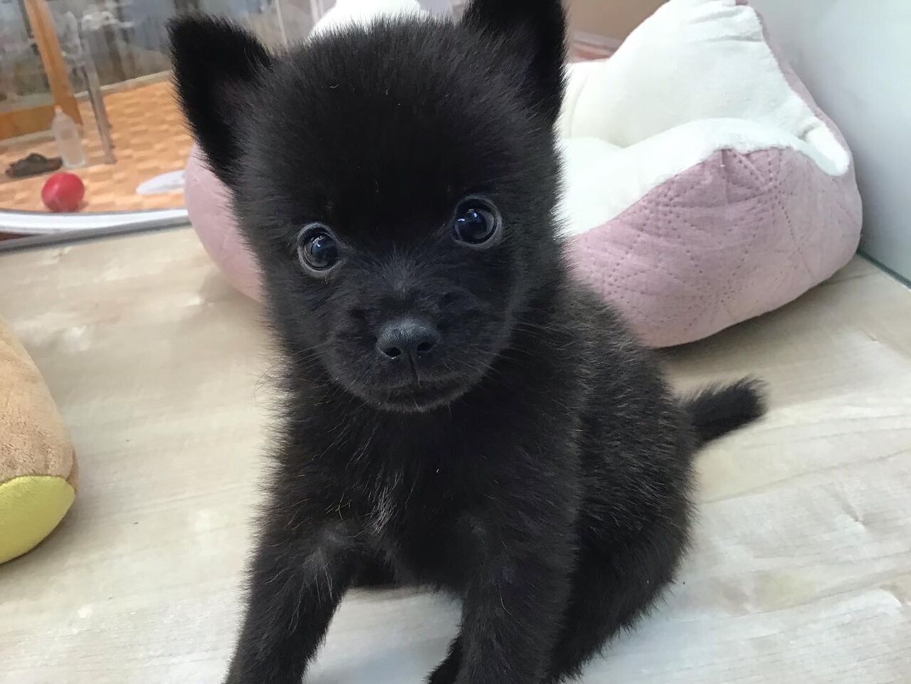 ホット セールの通販 ポメラニアン×甲斐犬の激かわ赤ちゃん😆✨✨ ペット 滋賀県 : コスプレ衣装