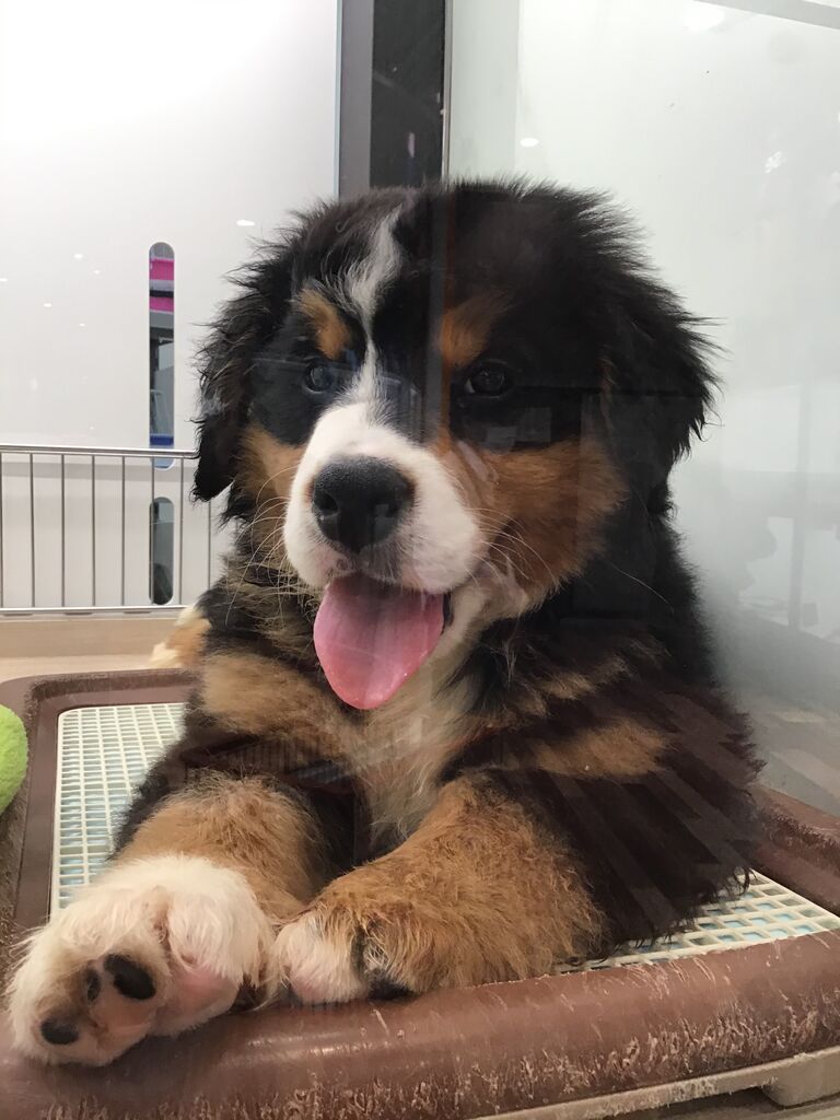 モフモフちゃん 滋賀県 ペットショップワンラブ ピエリ守山店スタッフブログ モフモフちゃん 滋賀県 ペットショップワンラブ ピエリ守山店スタッフブログ