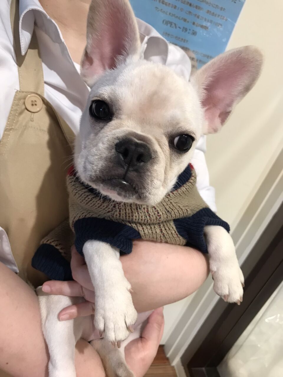 ムチムチ 滋賀県 ペットショップワンラブ ピエリ守山店スタッフブログ