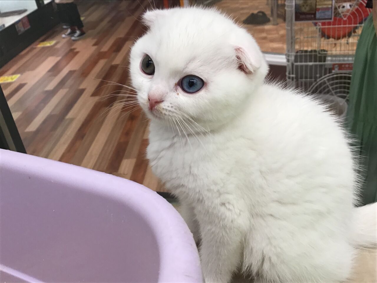 まん丸垂れ耳猫ちゃん 滋賀県 ペットショップワンラブ ピエリ守山店スタッフブログ