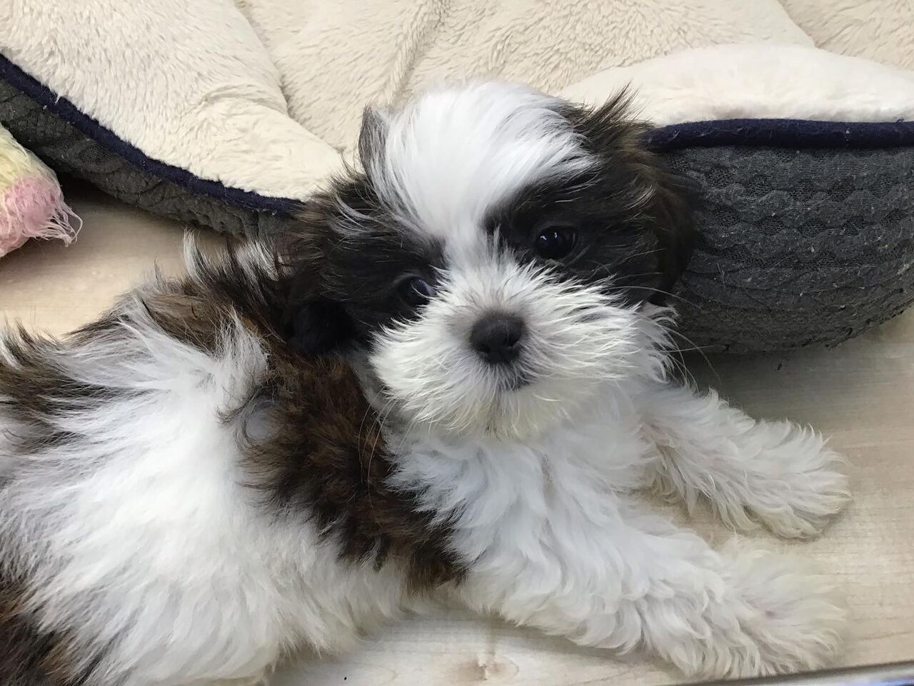 マルチーズ シーズー ミックス犬 滋賀県 ペットショップワンラブ ピエリ守山店スタッフブログ