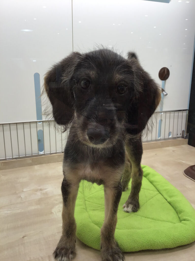 珍しいミックス犬 滋賀県 ペットショップワンラブ ピエリ守山店スタッフブログ