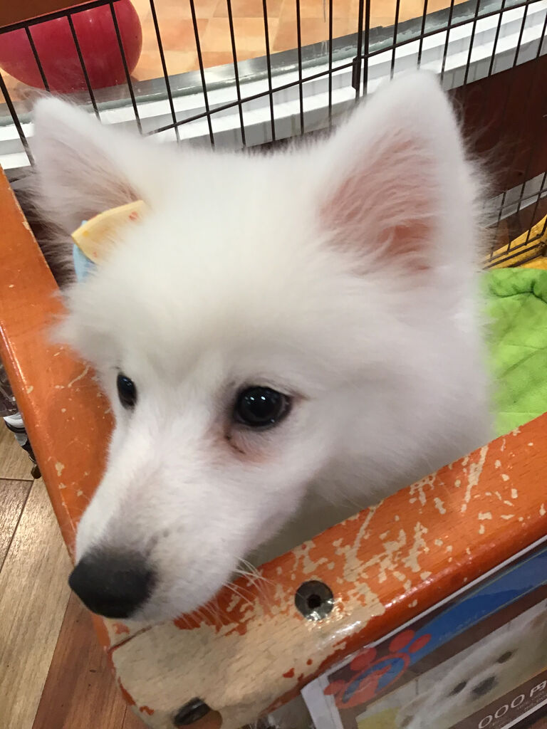 白いモフモフが可愛い 滋賀県 ペットショップワンラブ ピエリ守山店スタッフブログ 白いモフモフが可愛い 滋賀県 ペットショップワンラブ ピエリ守山店スタッフブログ
