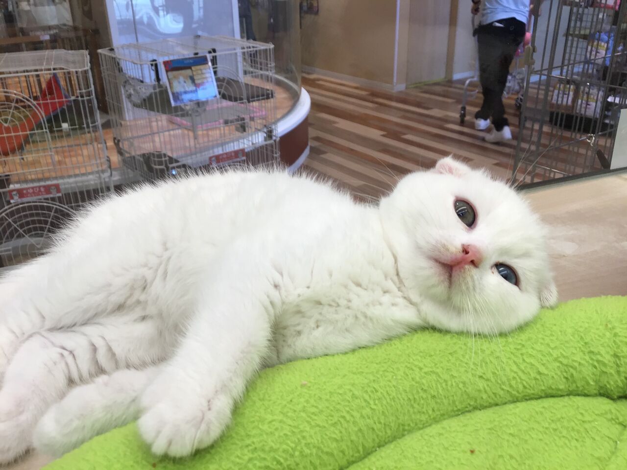 まん丸垂れ耳猫ちゃん 滋賀県 ペットショップワンラブ ピエリ守山店スタッフブログ