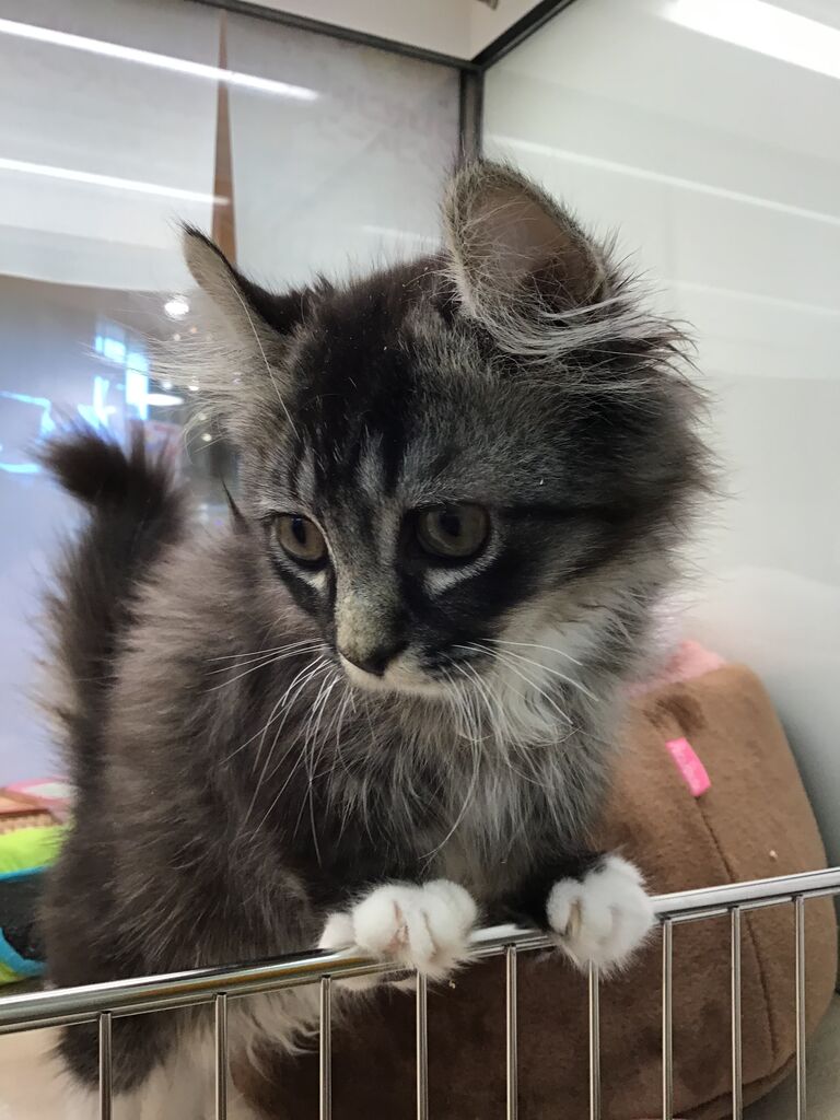 滋賀県 ペットショップワンラブ ピエリ守山店スタッフブログ