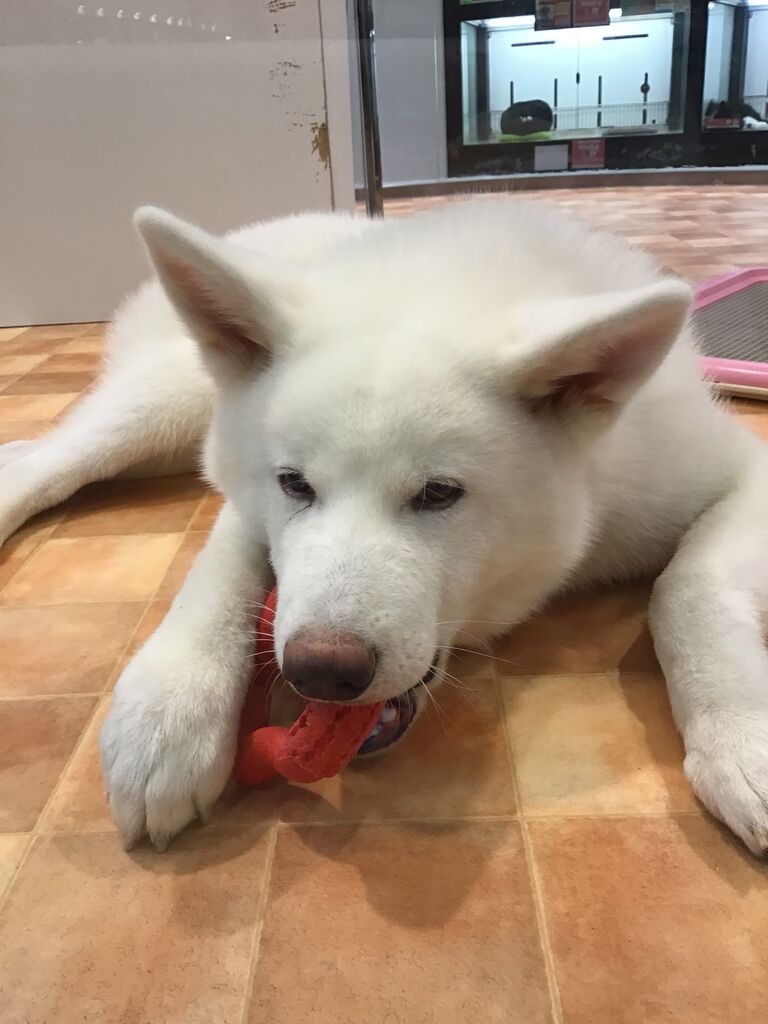 秋田犬くん 滋賀県 ペットショップワンラブ ピエリ守山店スタッフブログ 秋田犬くん 滋賀県 ペットショップワンラブ ピエリ守山店スタッフブログ